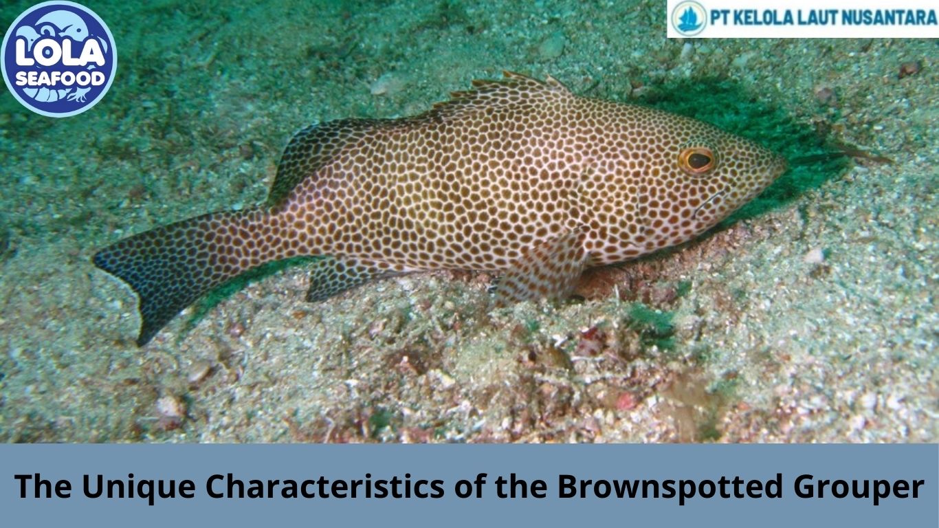 The Unique Characteristics of the Brownspotted Grouper